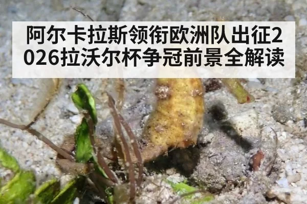 阿尔卡拉斯领衔欧洲队出征2026拉沃尔杯争冠前景全解读